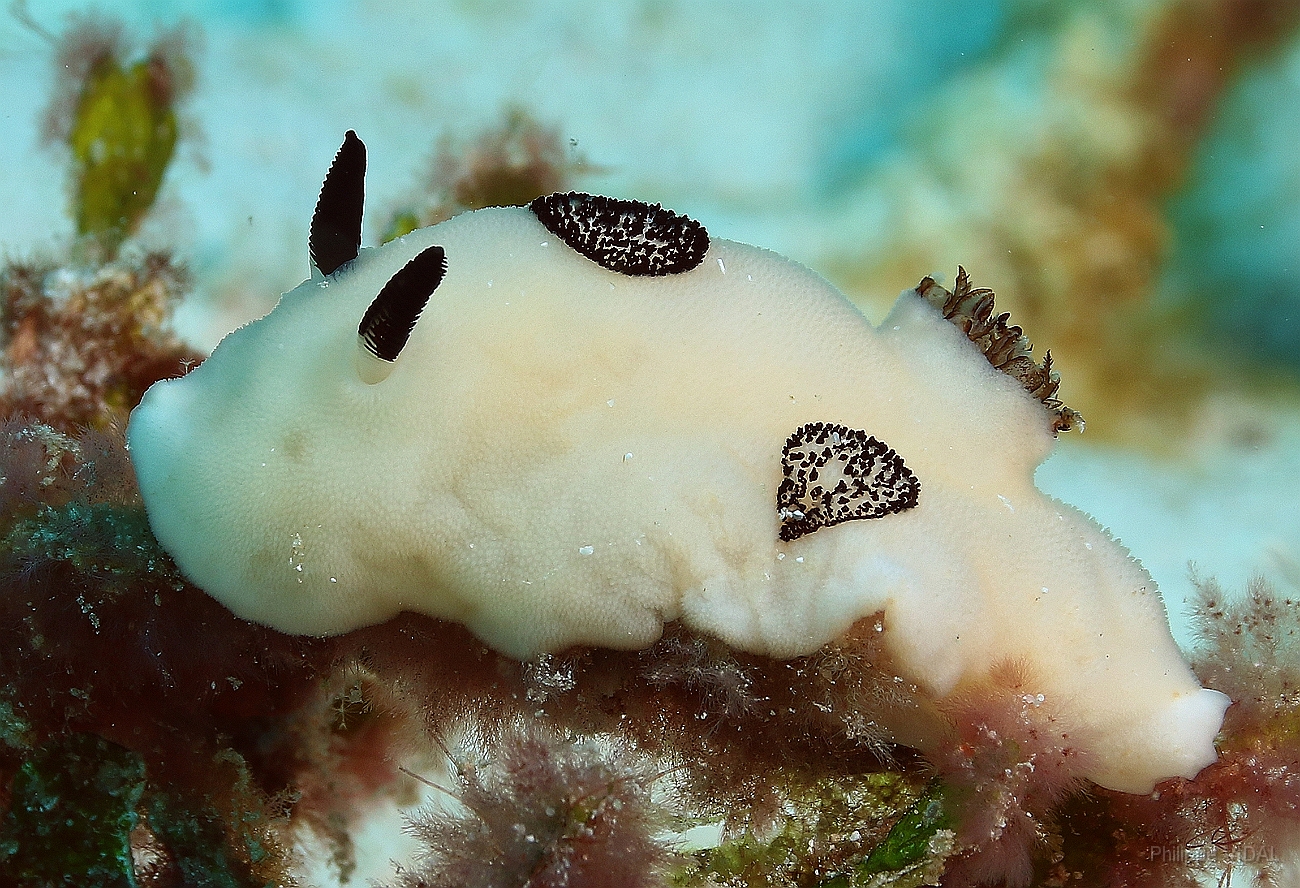 Raja Ampat 2016 - Jorruna funebris - Funeral jorunna - Nudibranche - Doris Funebre - IMG_5574_rc.jpg